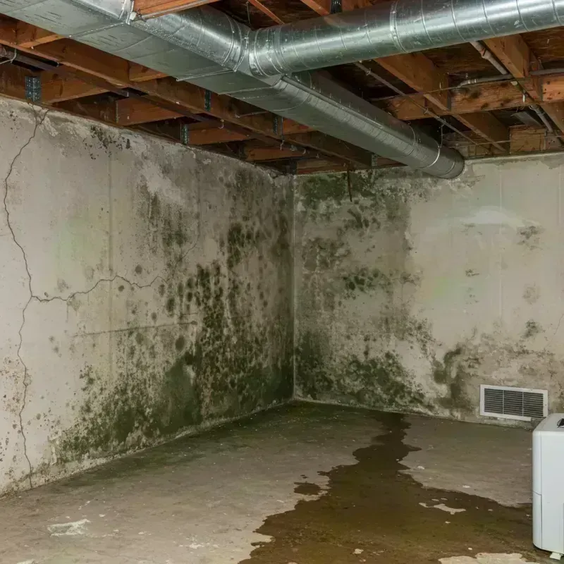 Professional Mold Removal in Calumet City, IL